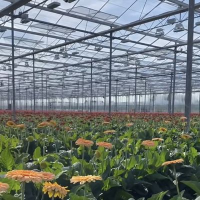 Sistema de hidroponia de estufa de vidro Venlo para vegetais fabricados nos Países Baixos