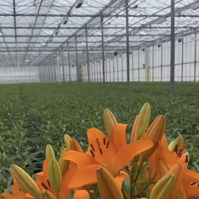 Sistema de hidroponia de estufa de vidro Venlo para vegetais fabricados nos Países Baixos