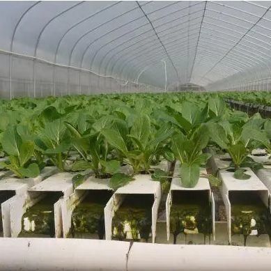 A produção de filmes facilitou técnicas avançadas de cultivo sem solo para estufas comerciais