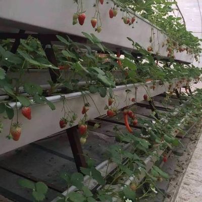 6/9.6/12meters Método de cultivo Sistema hidropônico para Juxiang Film Greenhouse Easy