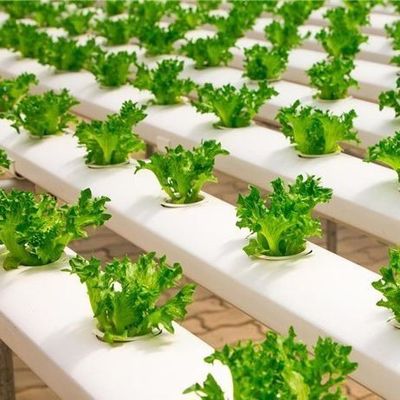 6/9.6/12meters Método de cultivo Sistema hidropônico para Juxiang Film Greenhouse Easy