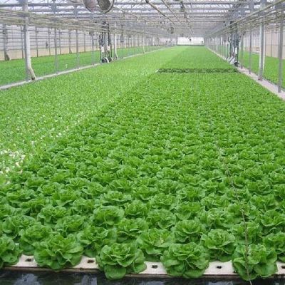 6/9.6/12meters Método de cultivo Sistema hidropônico para Juxiang Film Greenhouse Easy
