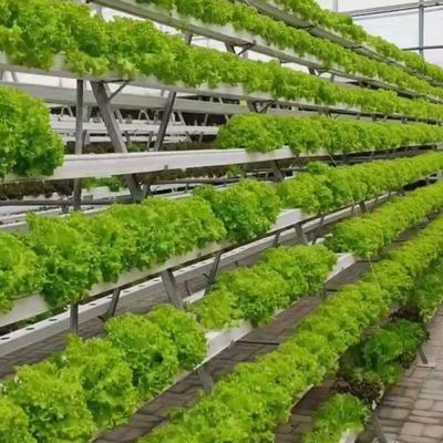 6/9.6/12meters Método de cultivo Sistema hidropônico para Juxiang Film Greenhouse Easy