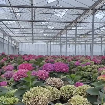JX-A0064 Estufas de vidro oco de grande dimensão e de uma única camada para o cultivo hidropónico