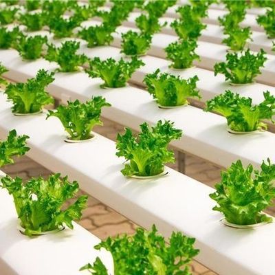 Sistema hidropónico inovador para o cultivo em estufas em estufas Opção de pagamento integral