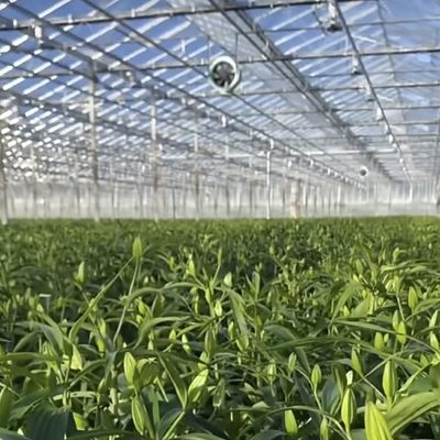 Sistema de hidroponia de estufas de vidro de telhado para flores custo de envio acessível