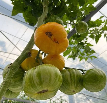 Sistema hidropónico Estufas de controle climático com aquecimento temporário por Juxiang