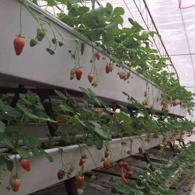 Sistema hidropónico Estufas de controle climático com aquecimento temporário por Juxiang