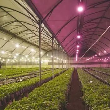 Estufas para o cultivo de sementes
