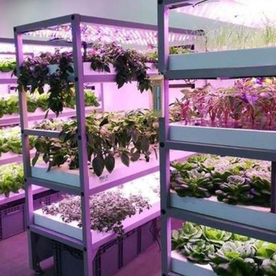 Estufas para o cultivo de sementes