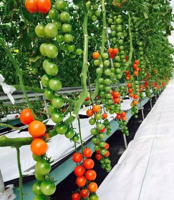 Instalação hidropônica de estufa de vidro para cultivo durante todo o ano Custo de envio acessível