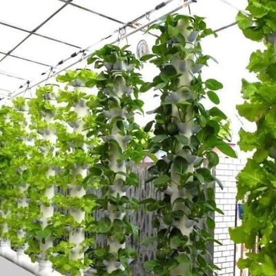 Instalação hidropônica de estufa de vidro para cultivo durante todo o ano Custo de envio acessível