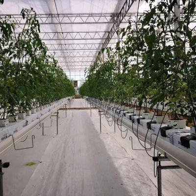 Instalação hidropônica de estufa de vidro para cultivo durante todo o ano Custo de envio acessível