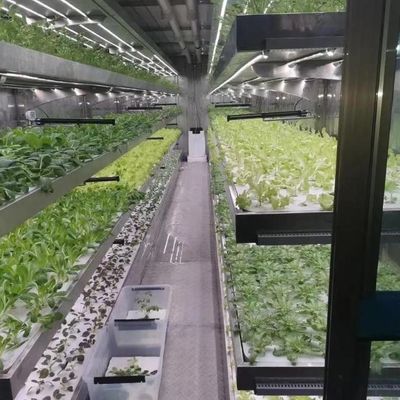 Instalação hidropônica de estufa de vidro para cultivo durante todo o ano Custo de envio acessível