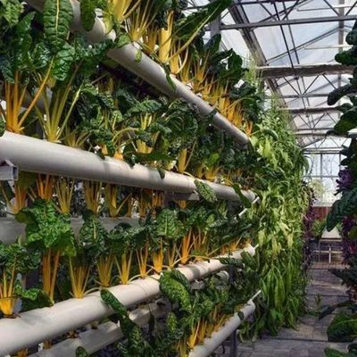 Instalação hidropônica de estufa de vidro para cultivo durante todo o ano Custo de envio acessível