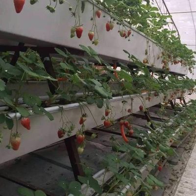 9.6m Estufa de filme para o rendimento máximo no cultivo sem solo e pagamento inicial