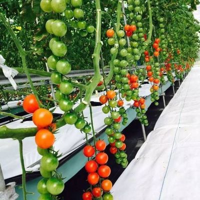 Sistema hidropónico de estufas agrícolas em grande escala com método de aquecimento temporário