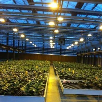 Ambiente controlado Estufa de plantação iluminada com cobertura de vidro e iluminação