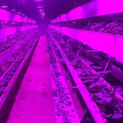 Ambiente controlado Estufa de plantação iluminada com cobertura de vidro e iluminação