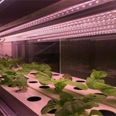 Ambiente controlado Estufa de plantação iluminada com cobertura de vidro e iluminação