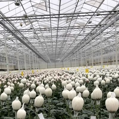 Sistema de hidroponia de estufa com personalização e peso bruto do pacote de 100.000 kg