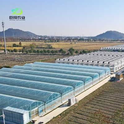 Casa de vidro para plantação de tomate e folhas JX-Glass Span 8m 9.6m 12m personalizado