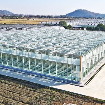 Casa de vidro para plantação de tomate e folhas JX-Glass Span 8m 9.6m 12m personalizado