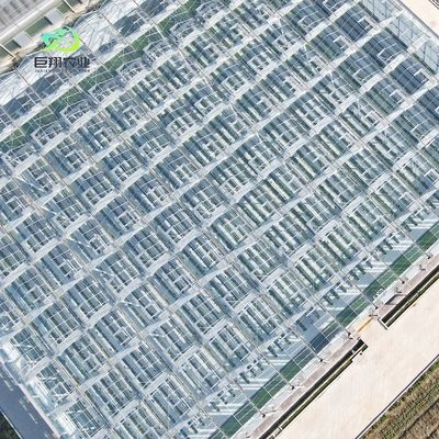 Casa de vidro para plantação de tomate e folhas JX-Glass Span 8m 9.6m 12m personalizado