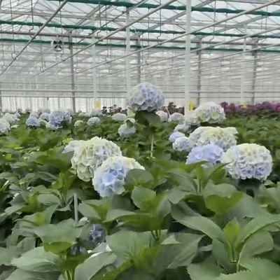 Sistema hidropónico de estufa de vidro para vegetais e flores Tecnologia avançada