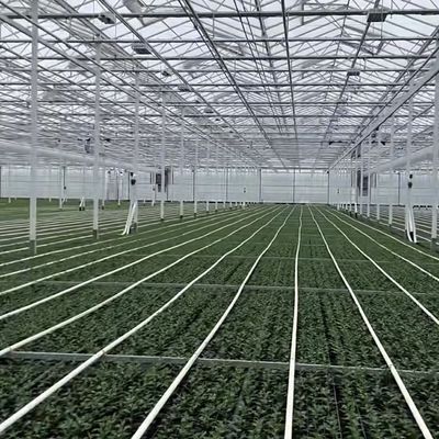 Estrutura de aço Estufa de vidro Venlo de camada dupla para sistema de produção hidropônica