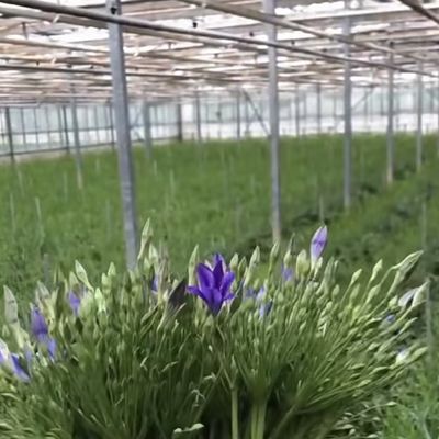 Sistema hidropónico de estufa para vegetais e flores Funcionalidade de dupla camada
