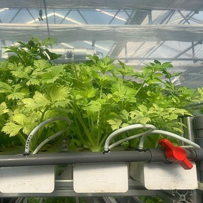 Plantas hidropónicas cobertas de vidro Estufas com sombreamento exterior e resfriamento por pulverização
