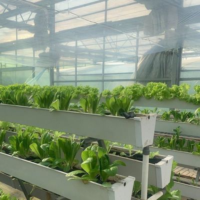Plantas hidropónicas cobertas de vidro Estufas com sombreamento exterior e resfriamento por pulverização