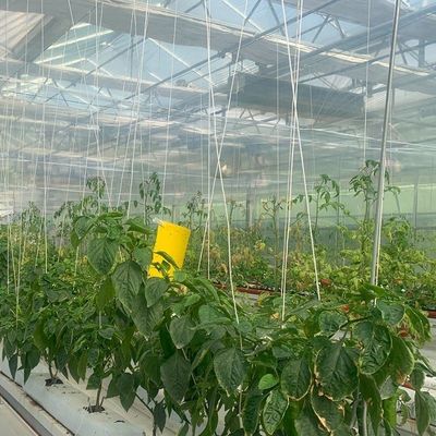 Plantas hidropónicas cobertas de vidro Estufas com sombreamento exterior e resfriamento por pulverização