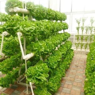 Plantas hidropónicas cobertas de vidro Estufas com sombreamento exterior e resfriamento por pulverização