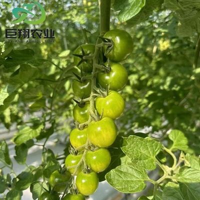 Estufas de policarbonato personalizadas de 8 m 9,6 m 12 m para irrigação e fertilização de jardins