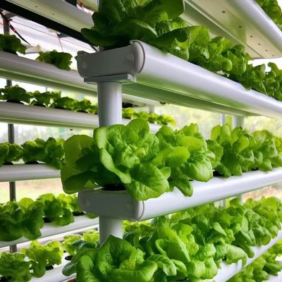 Estufas de vidro galvanizadas com irrigação e excelente atendimento ao cliente