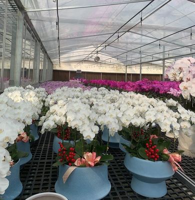 Estufas para o cultivo de mudas iluminadas por cortina úmida e opções personalizáveis