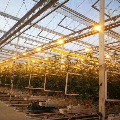 Estufas para o cultivo de mudas iluminadas por cortina úmida e opções personalizáveis