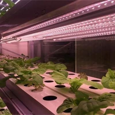 Estufas para o cultivo de mudas iluminadas por cortina úmida e opções personalizáveis