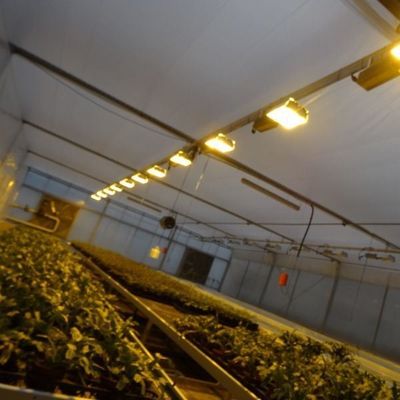 Estufas para o cultivo de mudas iluminadas por cortina úmida e opções personalizáveis