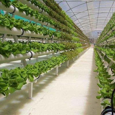 Estufas para o cultivo de mudas iluminadas por cortina úmida e opções personalizáveis