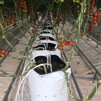 Estufas para o cultivo de mudas iluminadas por cortina úmida e opções personalizáveis