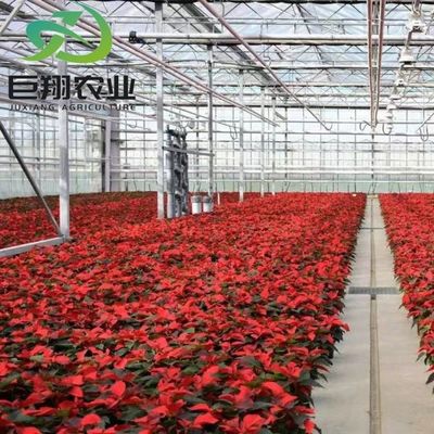 Método de cultivo hidropónico Agricultura Estufas de vidro para tomate/frutas temperadas