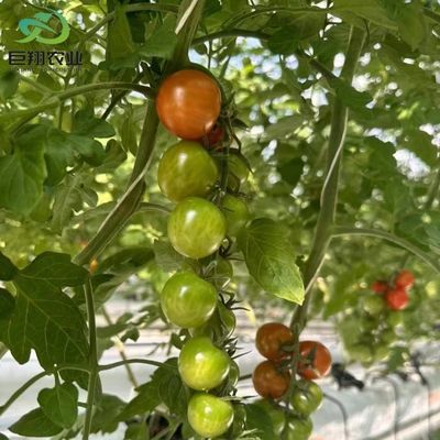 Método de cultivo hidropónico Agricultura Estufas de vidro para tomate/frutas temperadas