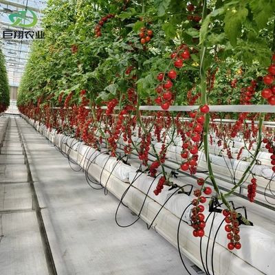 Método de cultivo hidropónico Agricultura Estufas de vidro para tomate/frutas temperadas