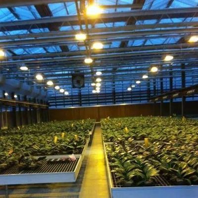 Capa de vidro JX-GG-12 Instalação de sementeira hidropônica sombreada Estufa iluminada por Juxiang
