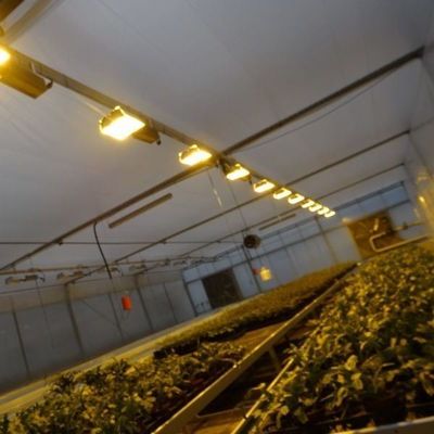 Capa de vidro JX-GG-12 Instalação de sementeira hidropônica sombreada Estufa iluminada por Juxiang