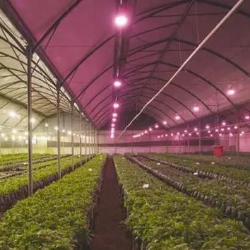 Capa de vidro JX-GG-12 Instalação de sementeira hidropônica sombreada Estufa iluminada por Juxiang