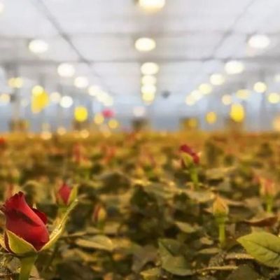 Capa de vidro JX-GG-12 Instalação de sementeira hidropônica sombreada Estufa iluminada por Juxiang